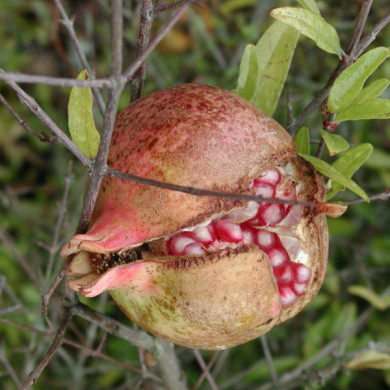 Punica granatum