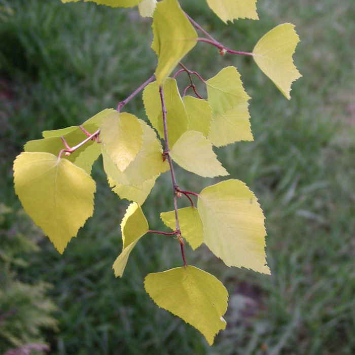 Betula papyrifera