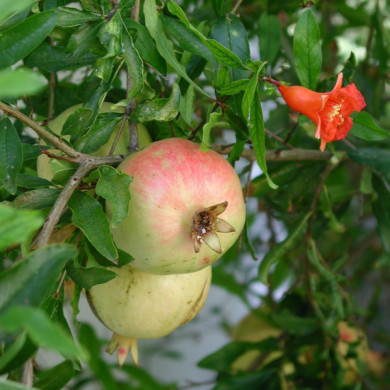 Punica granatum