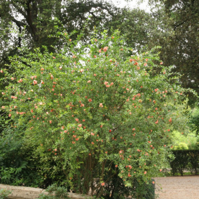 Punica granatum 'Legrelleae'