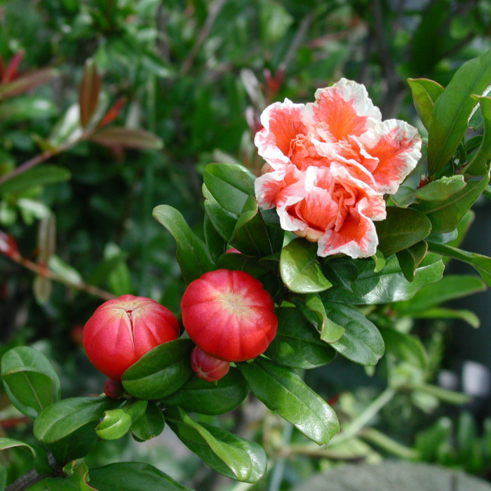 Punica granatum 'Legrelleae'