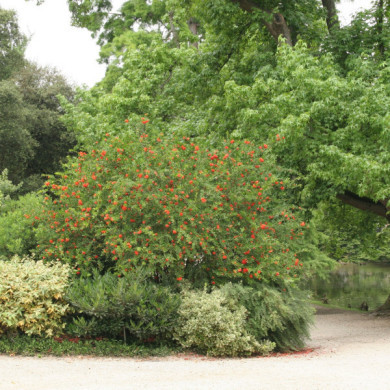 Punica granatum 'Pleniflora'