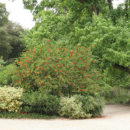 Punica granatum 'Pleniflora'