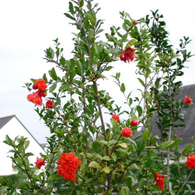 Punica granatum 'Pleniflora'