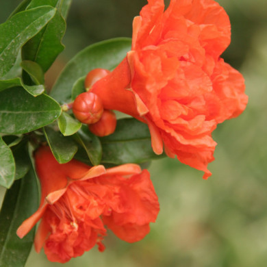 Punica granatum 'Pleniflora'