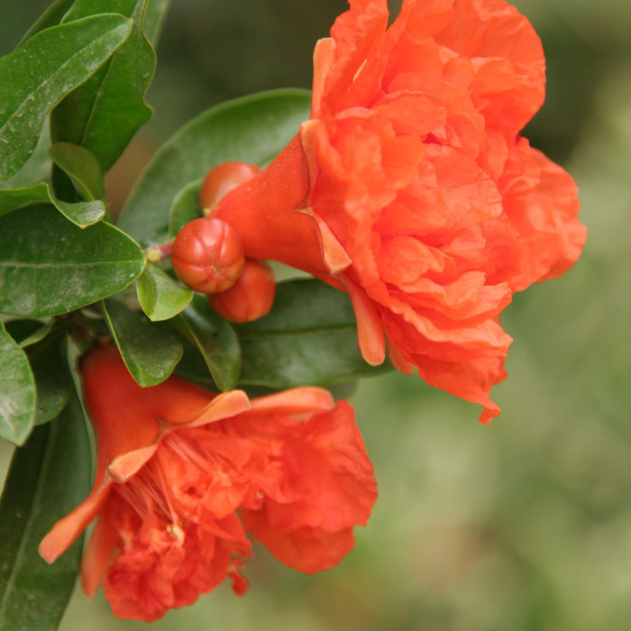 Punica granatum 'Pleniflora'