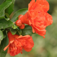 Punica granatum 'Pleniflora'