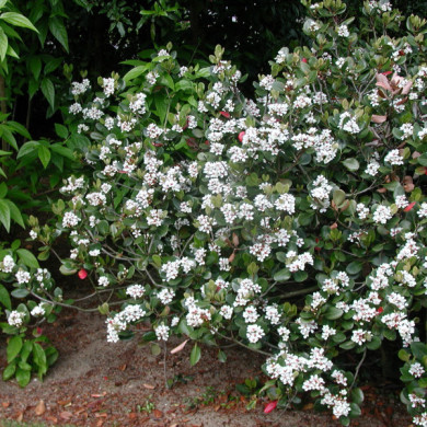 Rhaphiolepis umbellata var. ovata