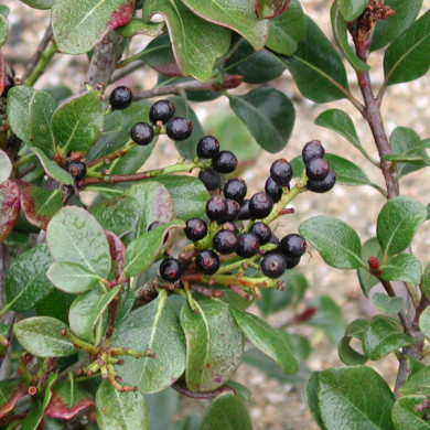 Rhaphiolepis umbellata var. ovata