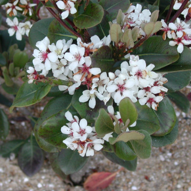 Rhaphiolepis umbellata var. ovata
