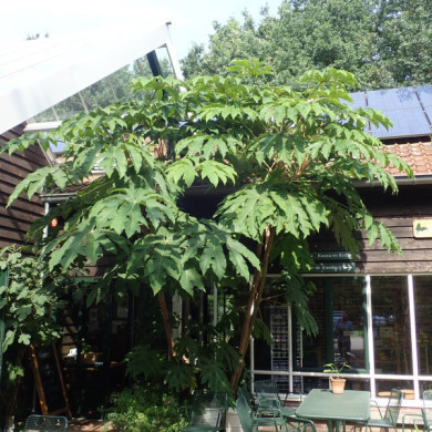Tetrapanax papyrifer 'Rex'
