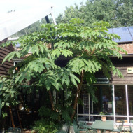 Tetrapanax papyrifer 'Rex'