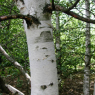 Betula papyrifera