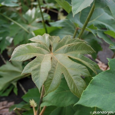Tetrapanax papyrifer 'Rex'
