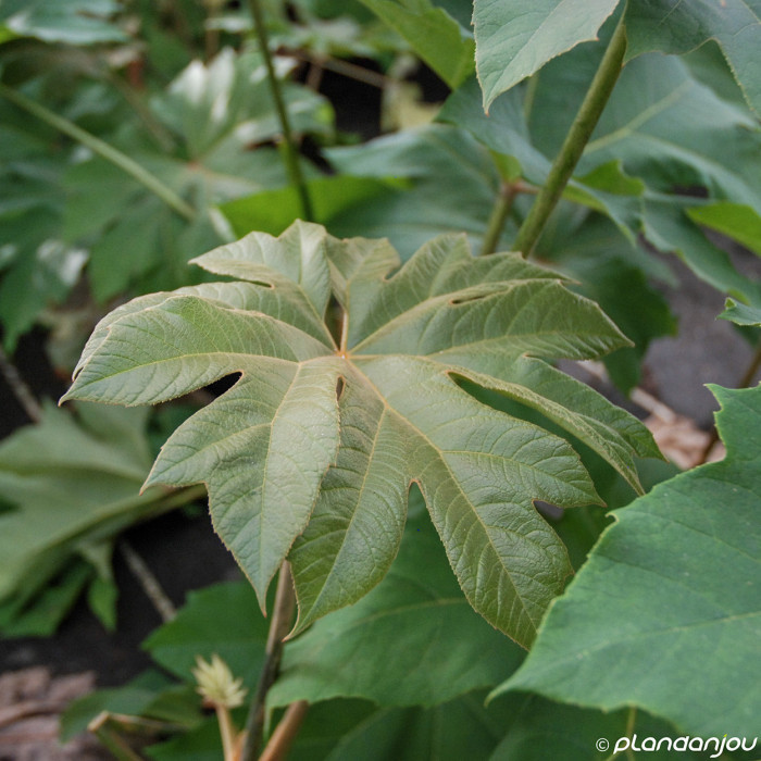 Tetrapanax papyrifer 'Rex'