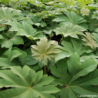 Tetrapanax papyrifer 'Rex'