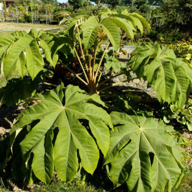 Tetrapanax papyrifer 'Rex'