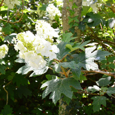 Tetrapanax papyrifer 'Rex'