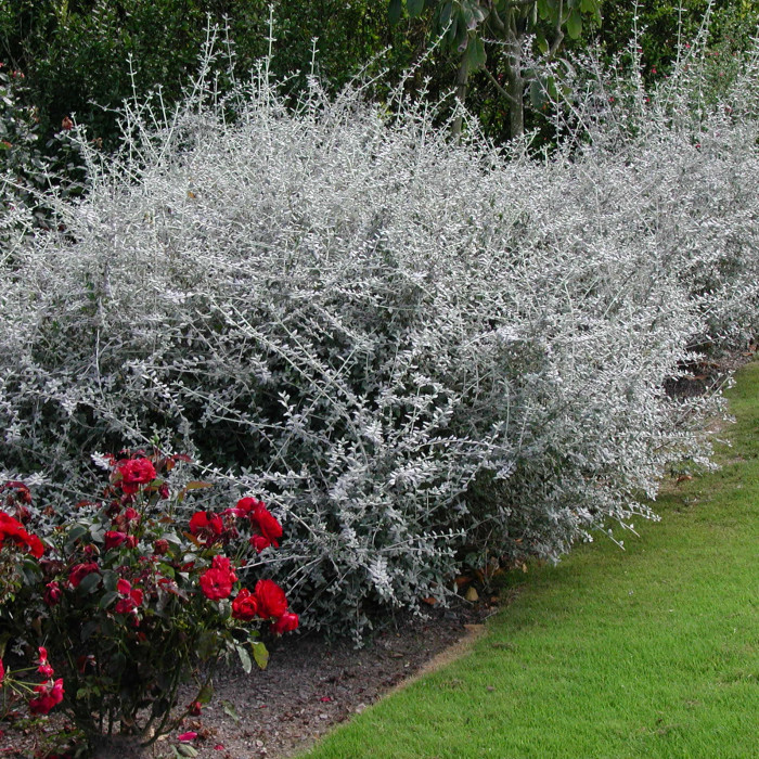 Teucrium fruticans