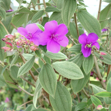 Tibouchina urvilleana Groovy Baby®