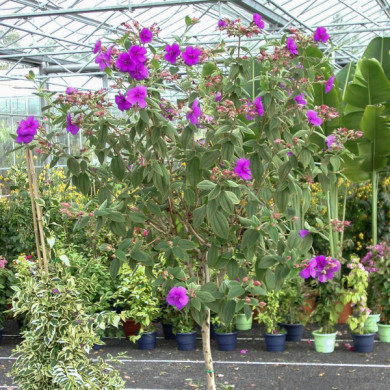 Tibouchina urvilleana Groovy Baby®