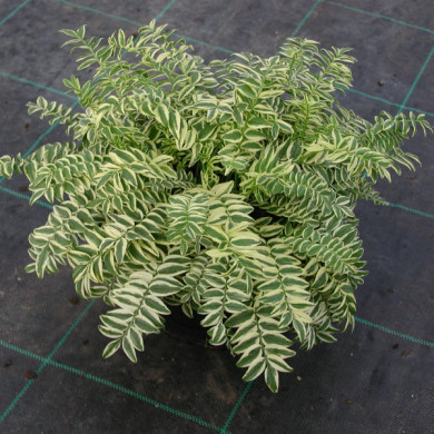 Polemonium caeruleum Brise d'Anjou® 'blanjou'