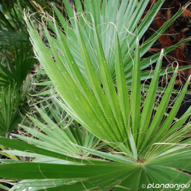 Washingtonia filifera