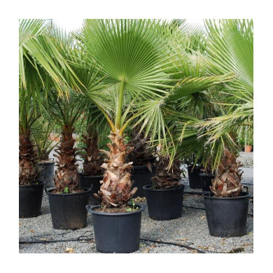 Washingtonia filifera