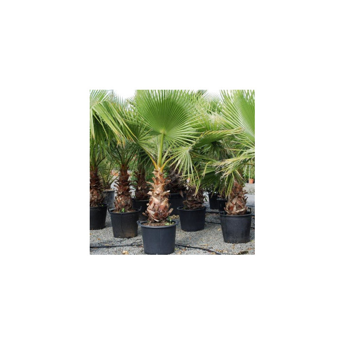 Washingtonia filifera