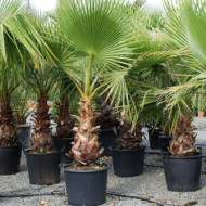 Washingtonia filifera