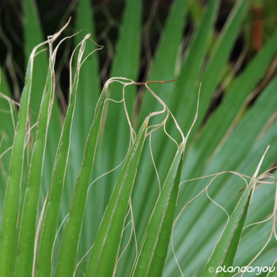 Washingtonia filifera