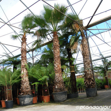 Washingtonia robusta