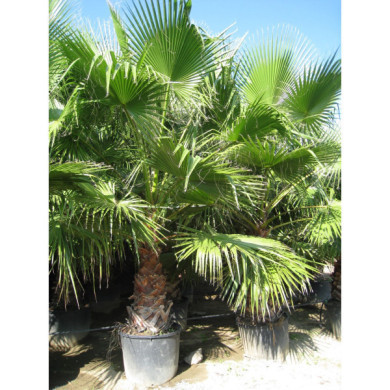 Washingtonia robusta