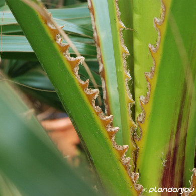 Washingtonia robusta