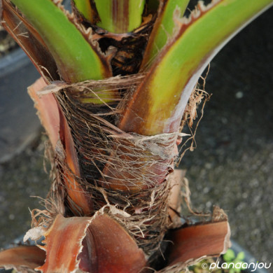 Washingtonia robusta