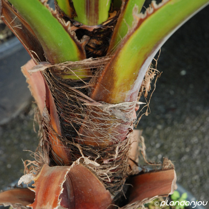 Washingtonia robusta