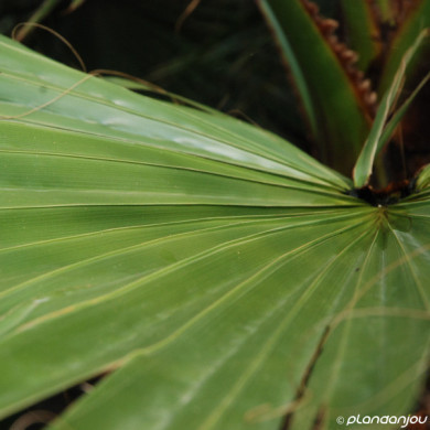 Washingtonia robusta