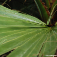 Washingtonia robusta