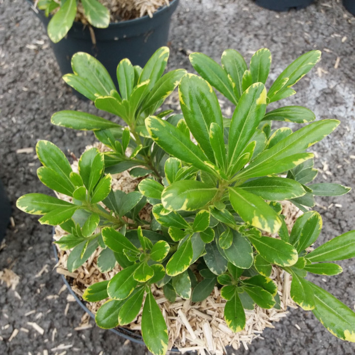 Pittosporum tobira 'Neige du Mont Ventoux'