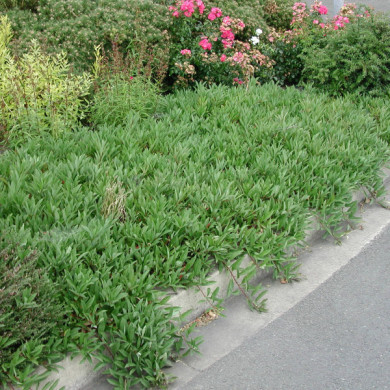 Prunus pumila var. depressa