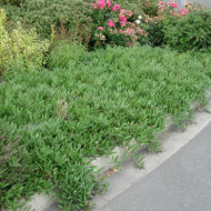 Prunus pumila var. depressa