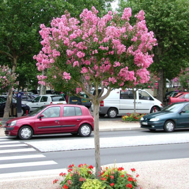 Lagerstroemia indica Soir d'été® dessoi 062 c.o.v.