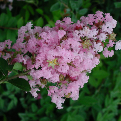 Lagerstroemia indica Soir d'été® dessoi 062 c.o.v.