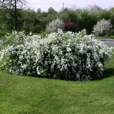 Exochorda 'The Bride'