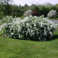 Exochorda 'The Bride'