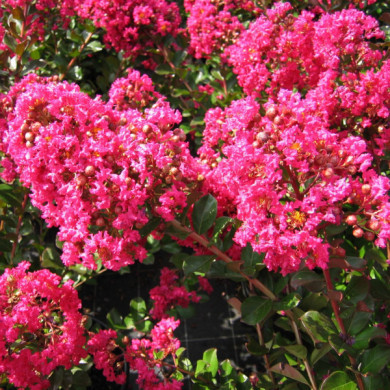 Lagerstroemia indica Perigord Pourpre® desper