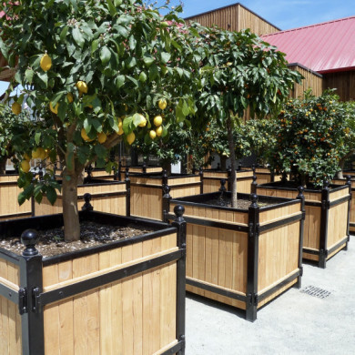 Citronnier