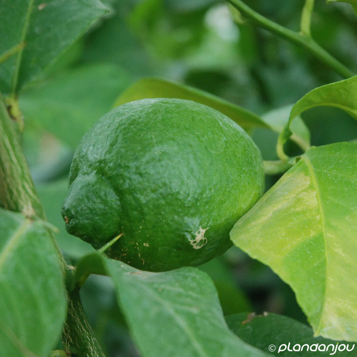 Citronnier