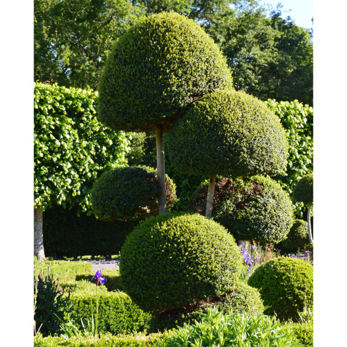 Ligustrum delavayanum