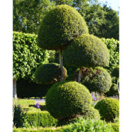 Ligustrum delavayanum